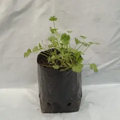 Cilantro Multiple Almácigo múltiple