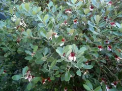 Árbol Frutal Feijoa