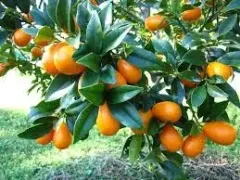 Árbol Frutal Kumquat Arbol