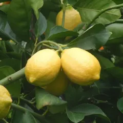 Árbol Frutal Limón Eureka
