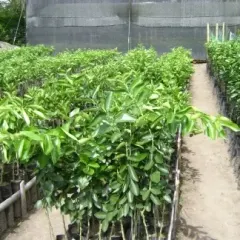 Árbol Frutal Limón Fino 49