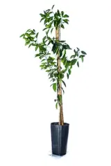 Árbol Frutal Limón Sutil de Gaza