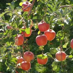 Árbol Frutal Manzano Fuji