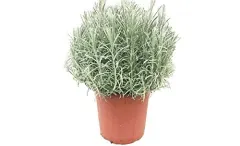 Planta Curry Individual