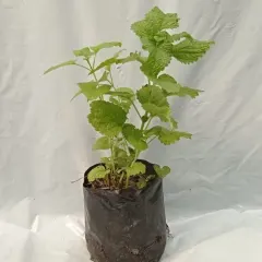 Planta Melissa Individual