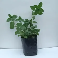 Planta Menta negra Individual