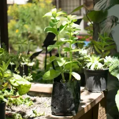 Planta Menta Piperita Individual