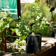 Planta Oregano Individual