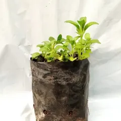 Planta Poleo Individual