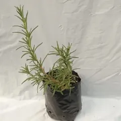 Planta Romero Individual
