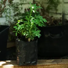 Planta Ruda Individual