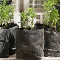 Planta Tomillo Chascu Individual