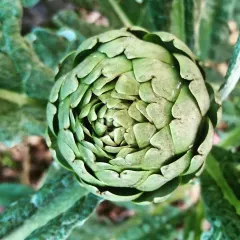 Semillas Alcachofa 1 gramo