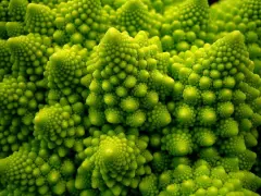 Semillas Brocoli Romanesco 2 gr