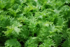 Semillas Mostaza Verde 3 gr