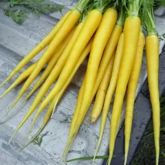 Semillas Zanahoria amarilla 1 gr