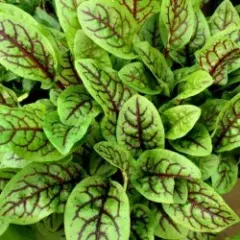 Semillas Rumex 1 gr