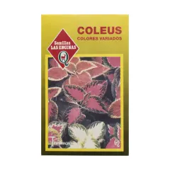Semillas Sobre Las Encinas Coleus