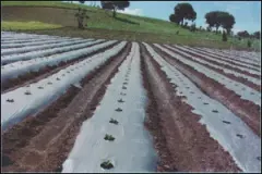 Mulch ( Alcolchado) 1.2 metro lineal