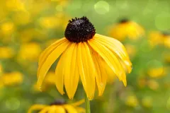 Flor de temporada
