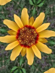 Planta Flor Genérica $1.000