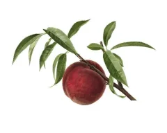 Arbol Frutal Durazno Plátano