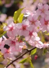 Arbol Frutal Cerezo Corazón de Paloma
