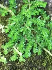 Planta de Interior Helecho arroz