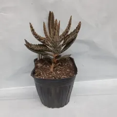 Planta Kalanchoe Grande