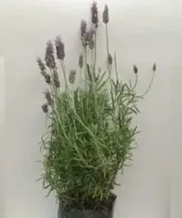 Planta Lavanda Mediano