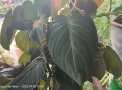 Planta Philo Pittieri