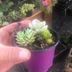 Planta Suculenta Arreglo Macetas Medianas