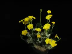 Cactus Pequeño Multiple