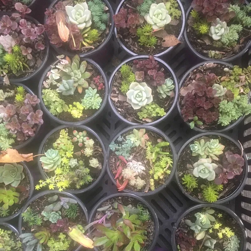 Planta suculenta Arreglo macetas colores1