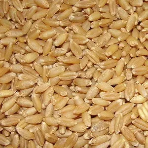 Semillas libres de químicos para brotes Trigo 1 kg1