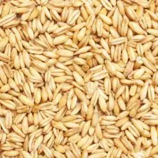Semillas libres de químicos para brotes Avena 1 kg1