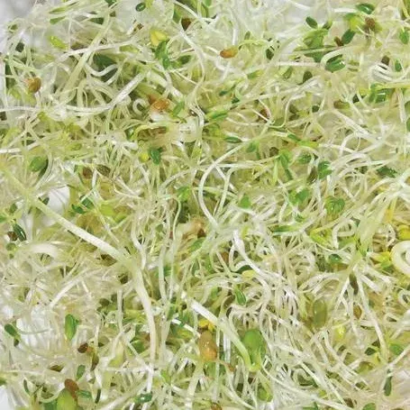 Semillas libres de químicos para brotes Trébol encarnado 1 kg1