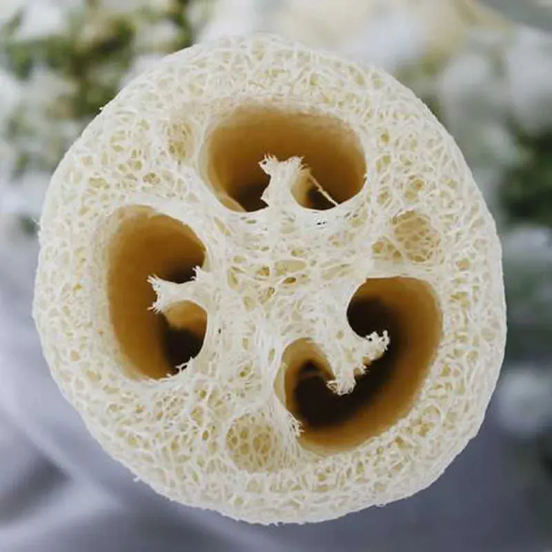 Semillas de Luffa Orgánica 10 semillas1