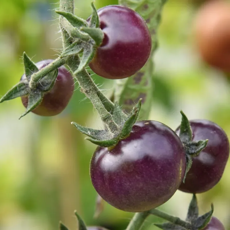 Sobre Semillas Tomate Antiguo Orgánico # 07 Blue Berries 15 Semillas1