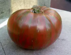 Sobre Semillas Tomate Antiguo Orgánico # 22 Fred´s Tie Dye 10 semillas1