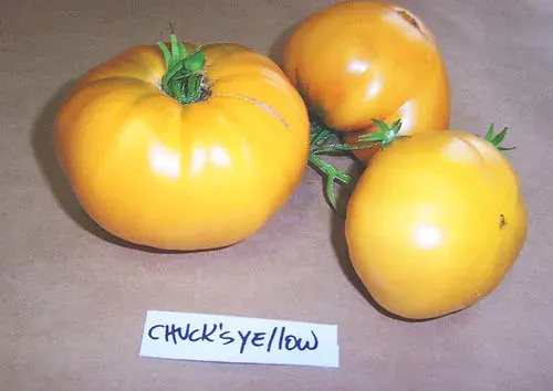 Sobre Semillas Tomate Antiguo Orgánico # 36 Chuck´s Yellow 15 Semillas1