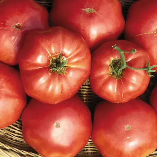 Sobre Semillas Tomate Antiguo Orgánico # 34 Brandywine Sudduth 5 Semillas1