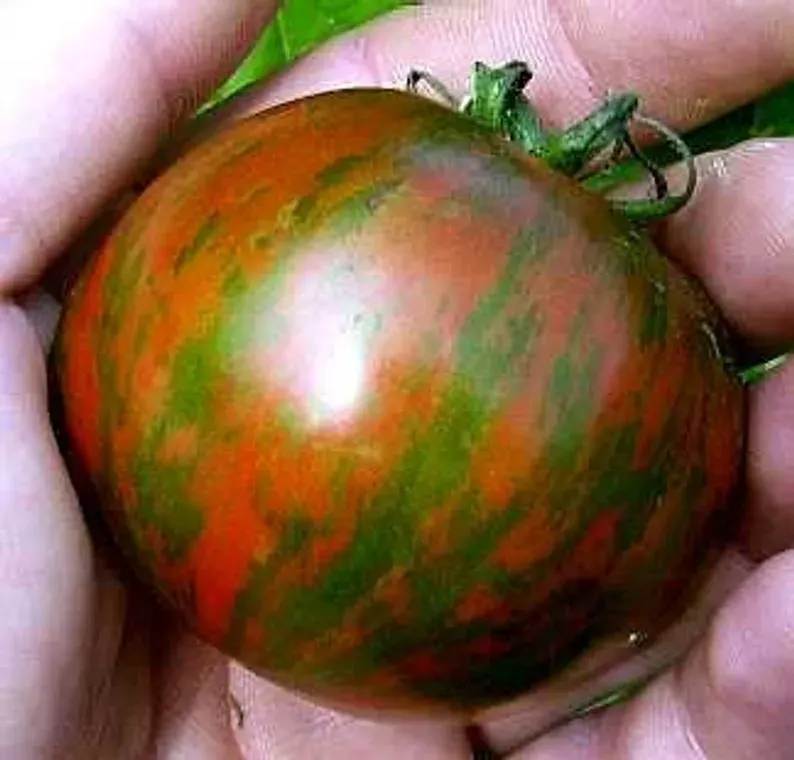 Sobre Semillas Tomate Antiguo Orgánico # 26 Black Zebra 10 Semillas1