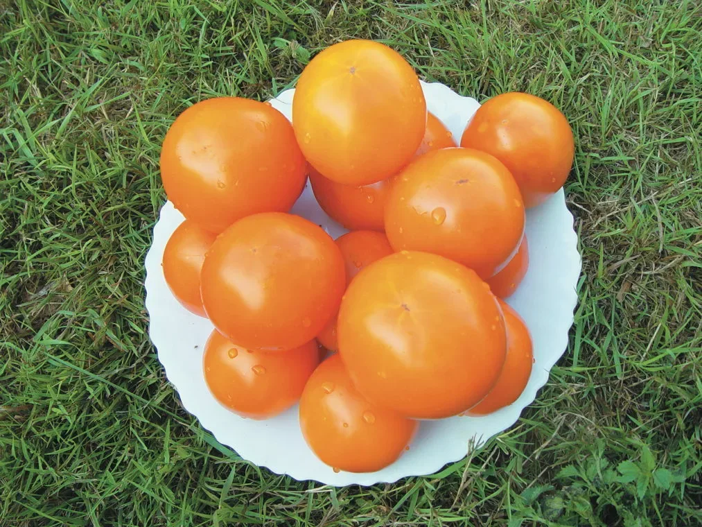 Sobre Semillas Tomate Antiguo Orgánico # 35 Caro Rich 10 Semillas1