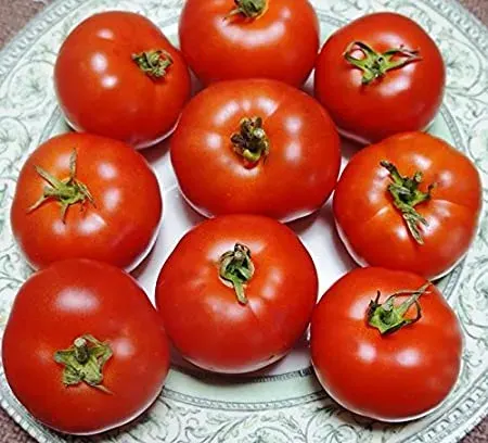 Sobre Semillas Tomate Antiguo Orgánico # 38 Aurora 10 Semillas1