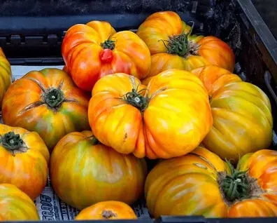 Sobre Semillas Tomate Antiguo Orgánico # 29 Georgia Streak 5 Semillas1