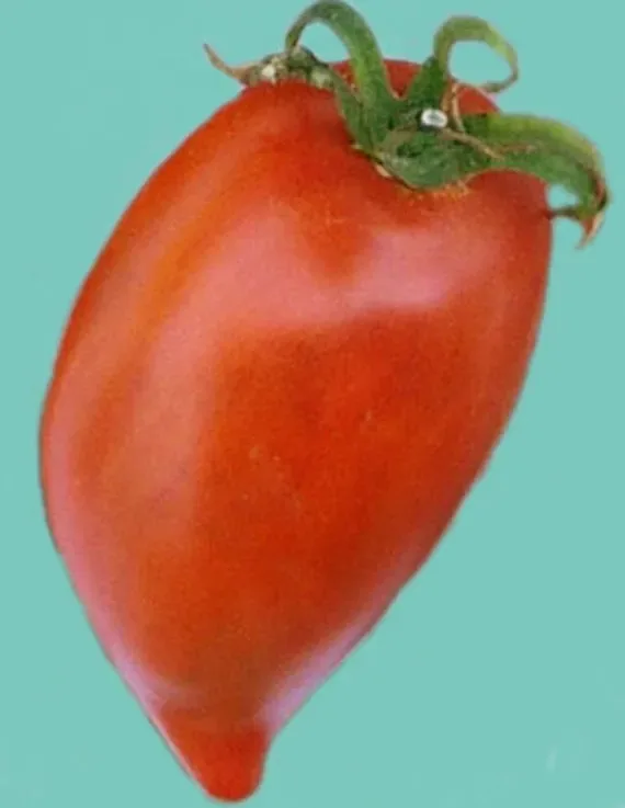 Sobre Semillas Tomate Antiguo Orgánico # 31 Myona 5 Semillas1
