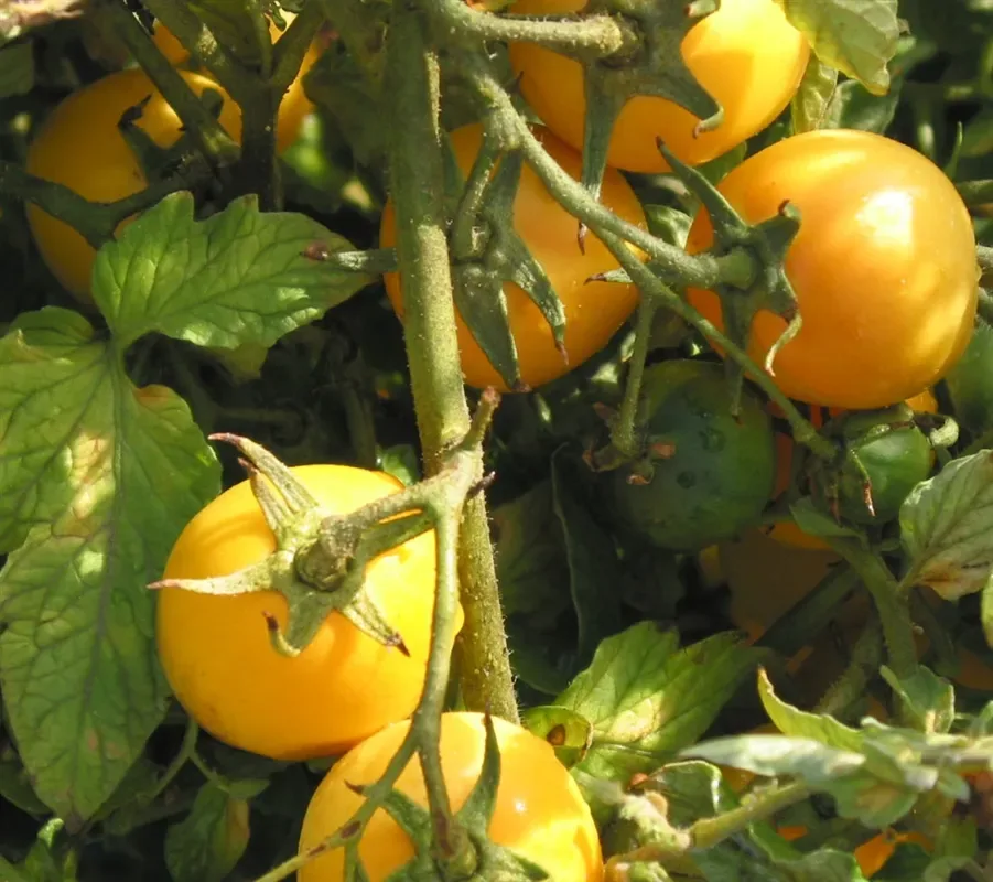 Sobre Semillas Tomate Antiguo Orgánico # 39 New Moon 15 Semillas1