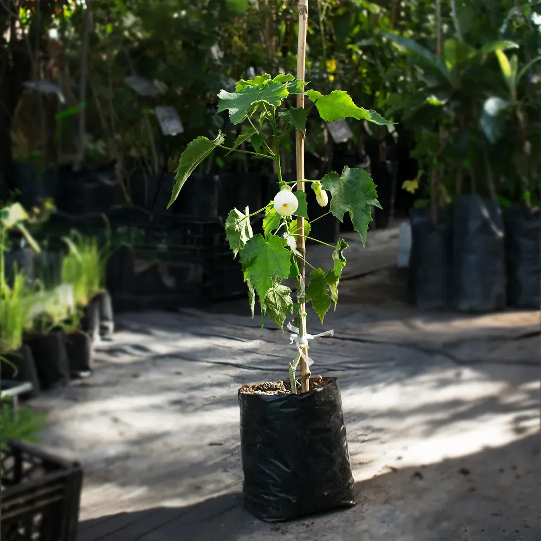 Abutilon Blanco1