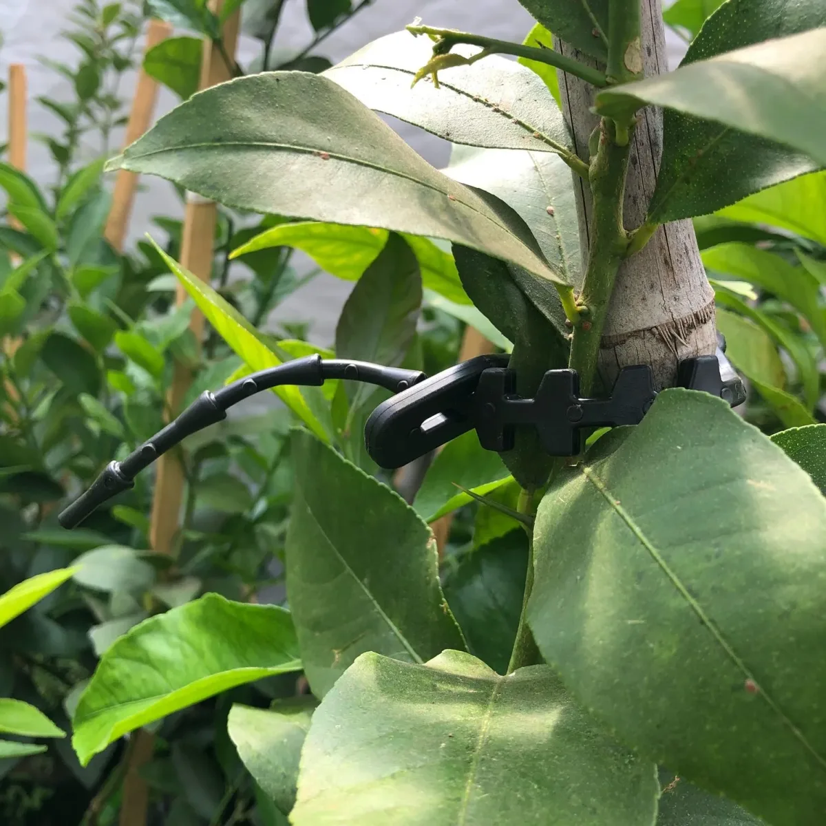 Amarra P/Plantas y Arboles Gruesa profesional 20 cm1